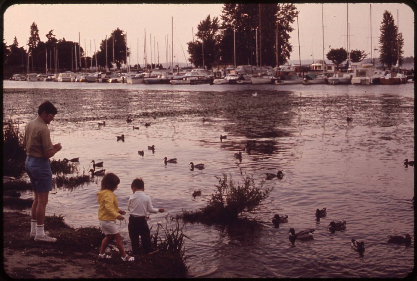 Feeding the Ducks on Lake Washington. Lake Washington Was Dying of Pollution Caused by Sewage. Under the Metro...