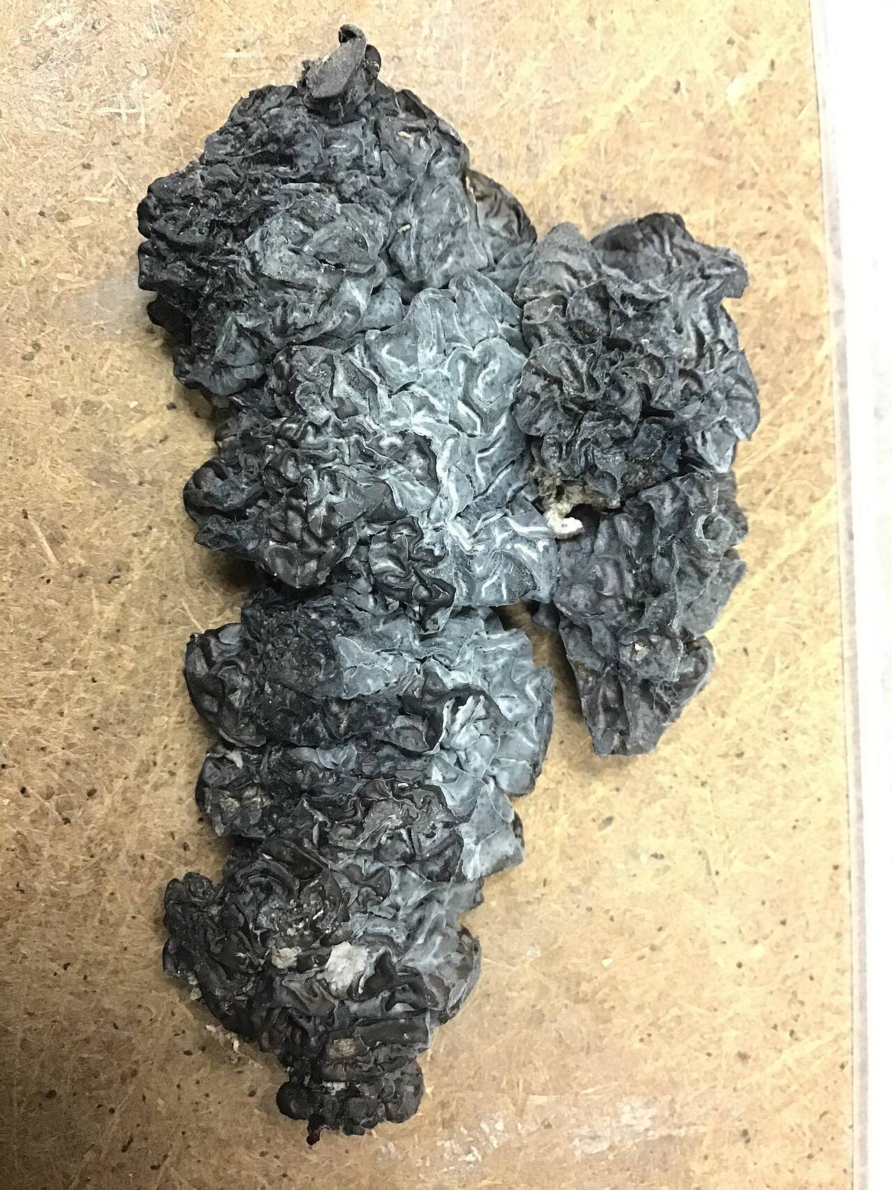 Black Witches' Butter (Exidia glandulosa)