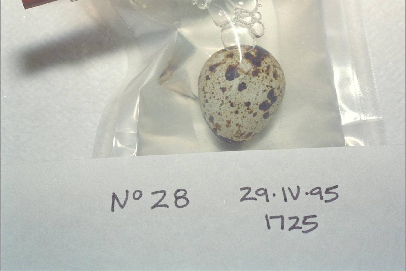 Space Shuttle Sts-71 (mir 18) Slm-1, Flight Fixative Bags (flown Onboard) Quail Eggs