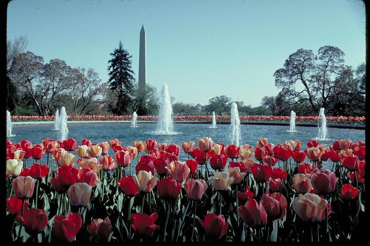 Washington Monument, Washington, D.C. (40ff3f4f-4b21-4639-a014-c69a5a45dfda)