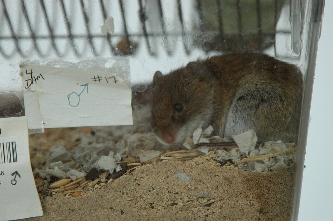 Mouse in the Slavutich Radioecological Laboratory in the Ukraine