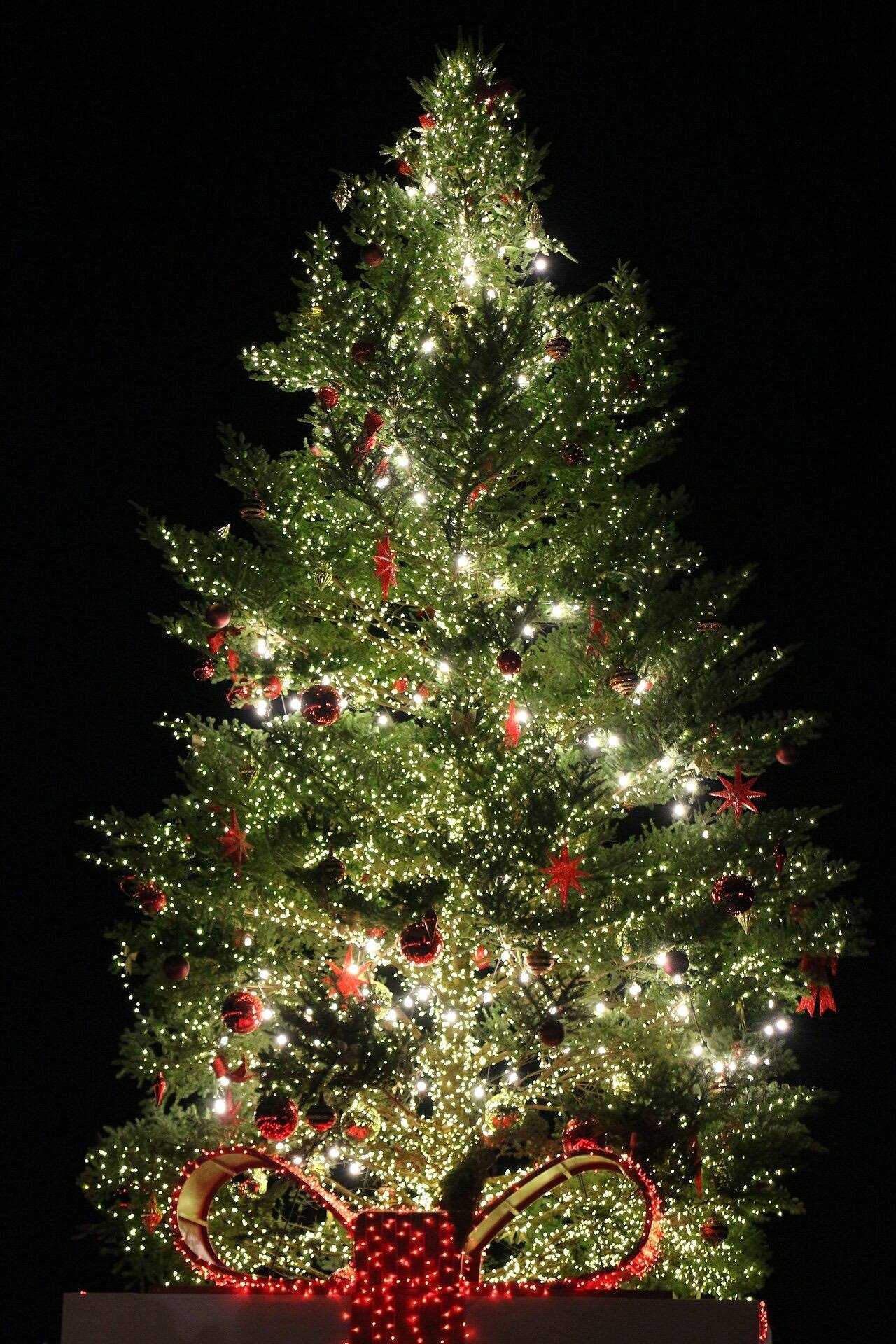 Christmas Tree in Yokohama Red Brick Warehouse
