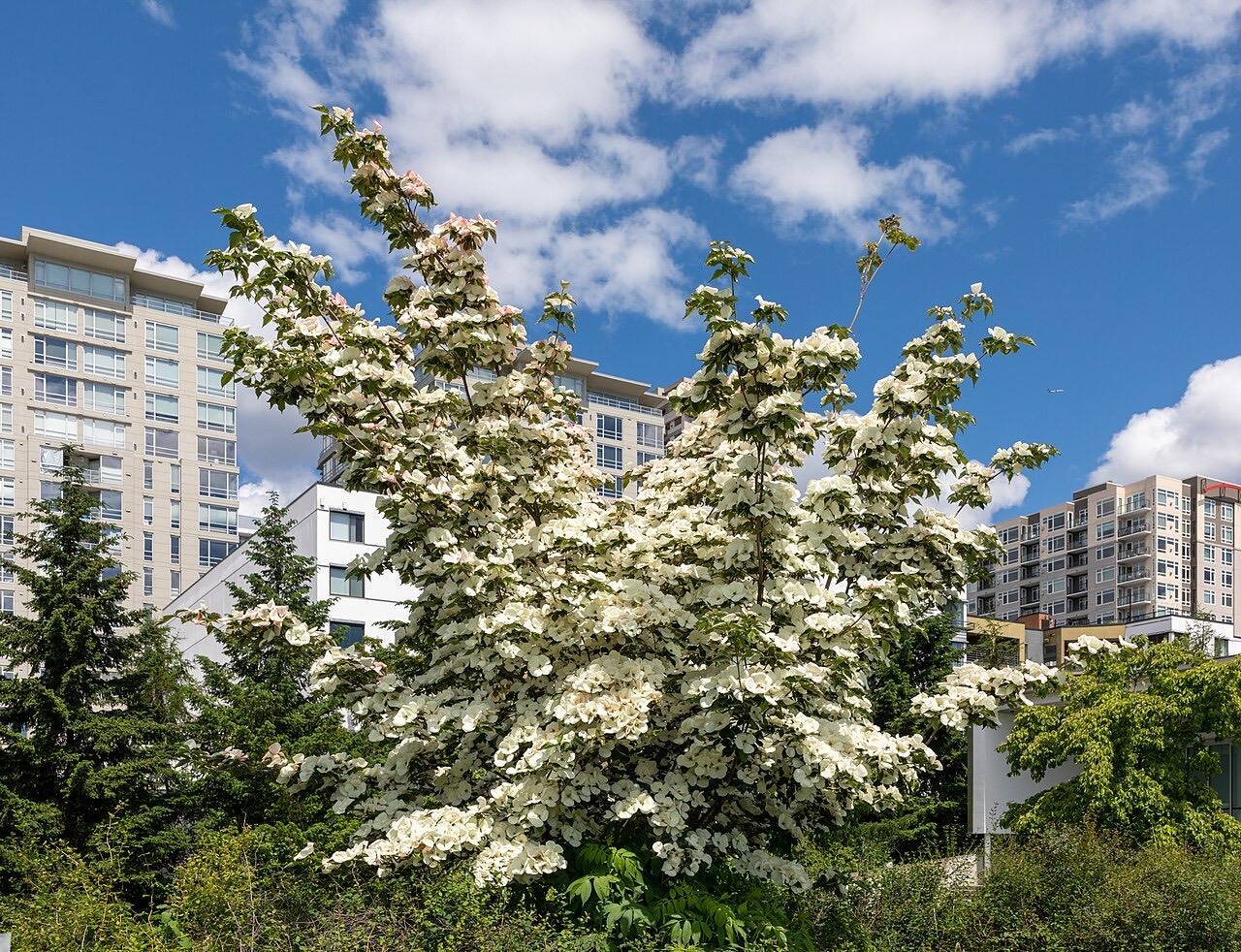Plant in Olympic Sculpture Park in Seattle, Washington, USA